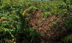 Sertifikat “Siluman” Muncul di Tanah Rakyat Sukamaju, Warga Pertanyakan Peran BPN