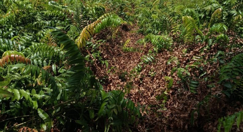 foto slider headline